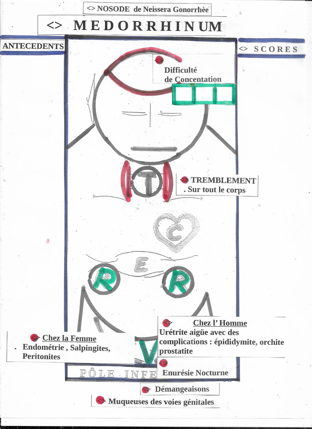 Med. | Medorrhinum | Aventurier