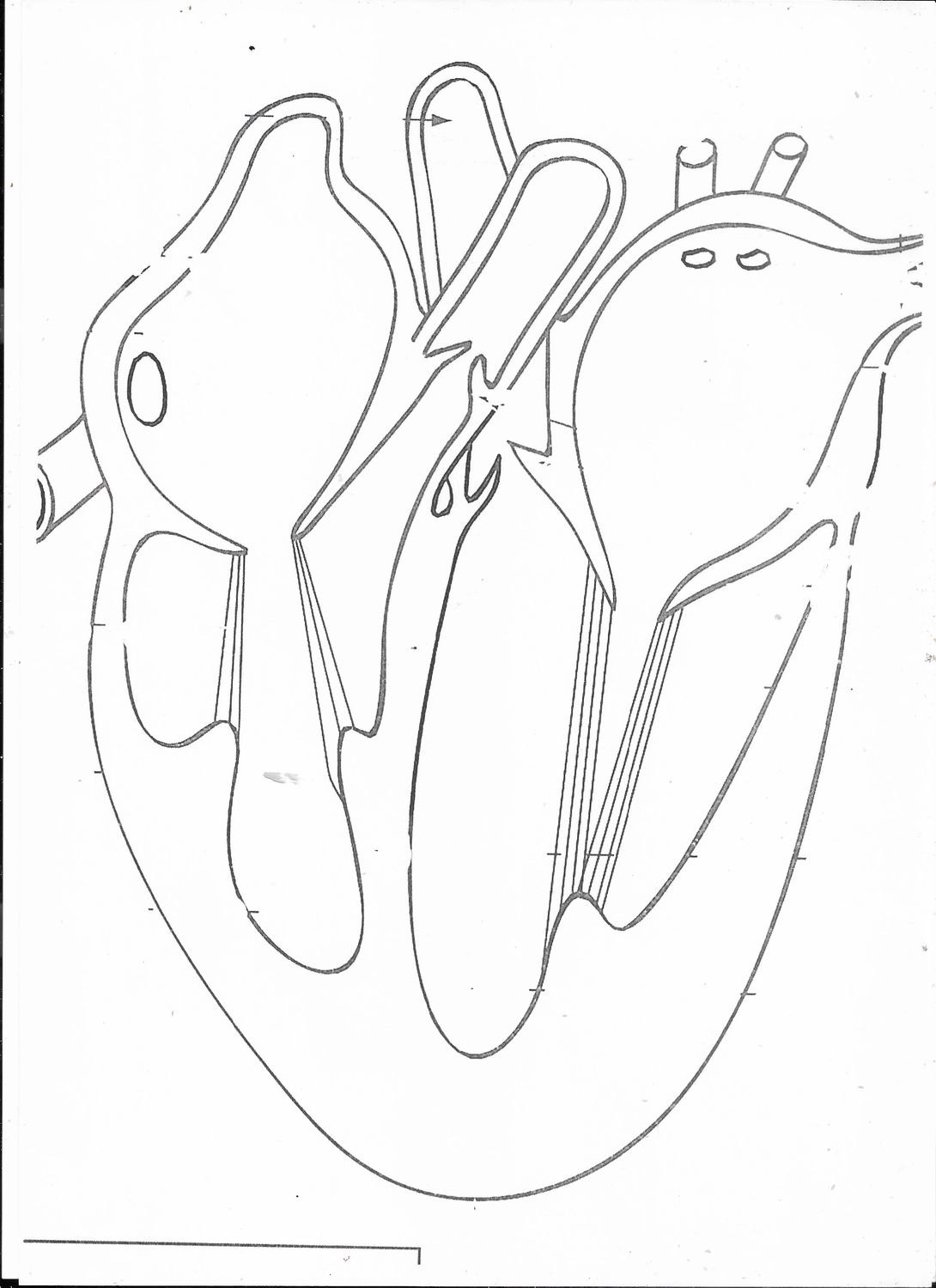 CARDIOLOGIE***