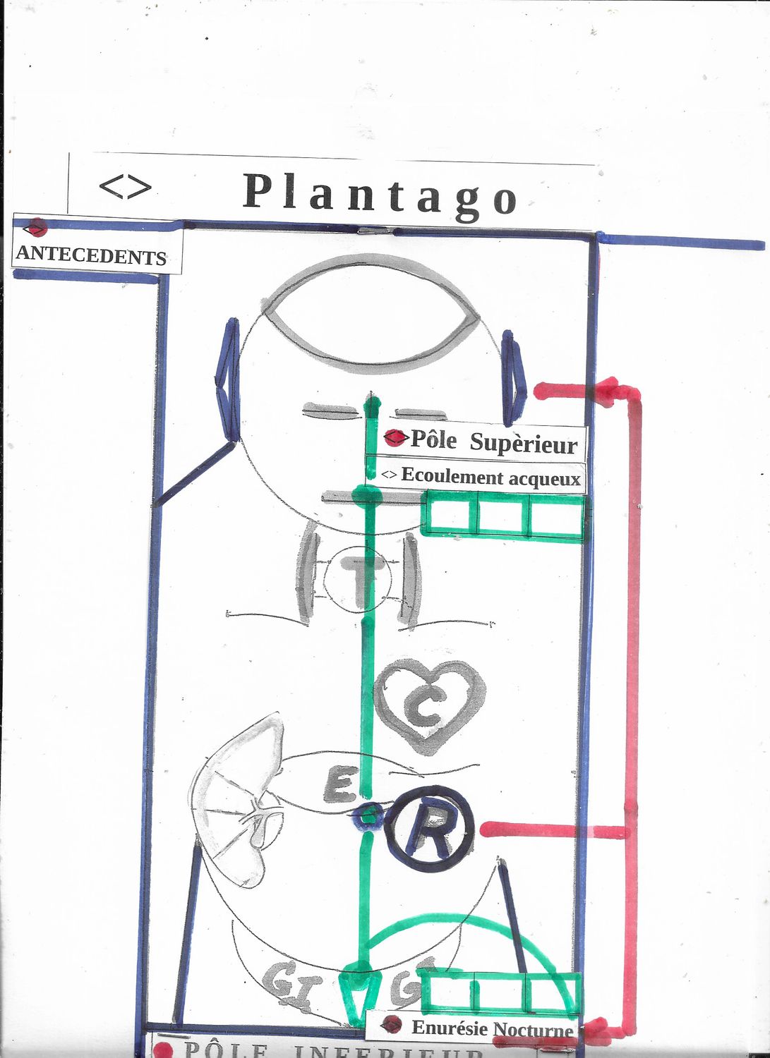 Plantago - synoptique
