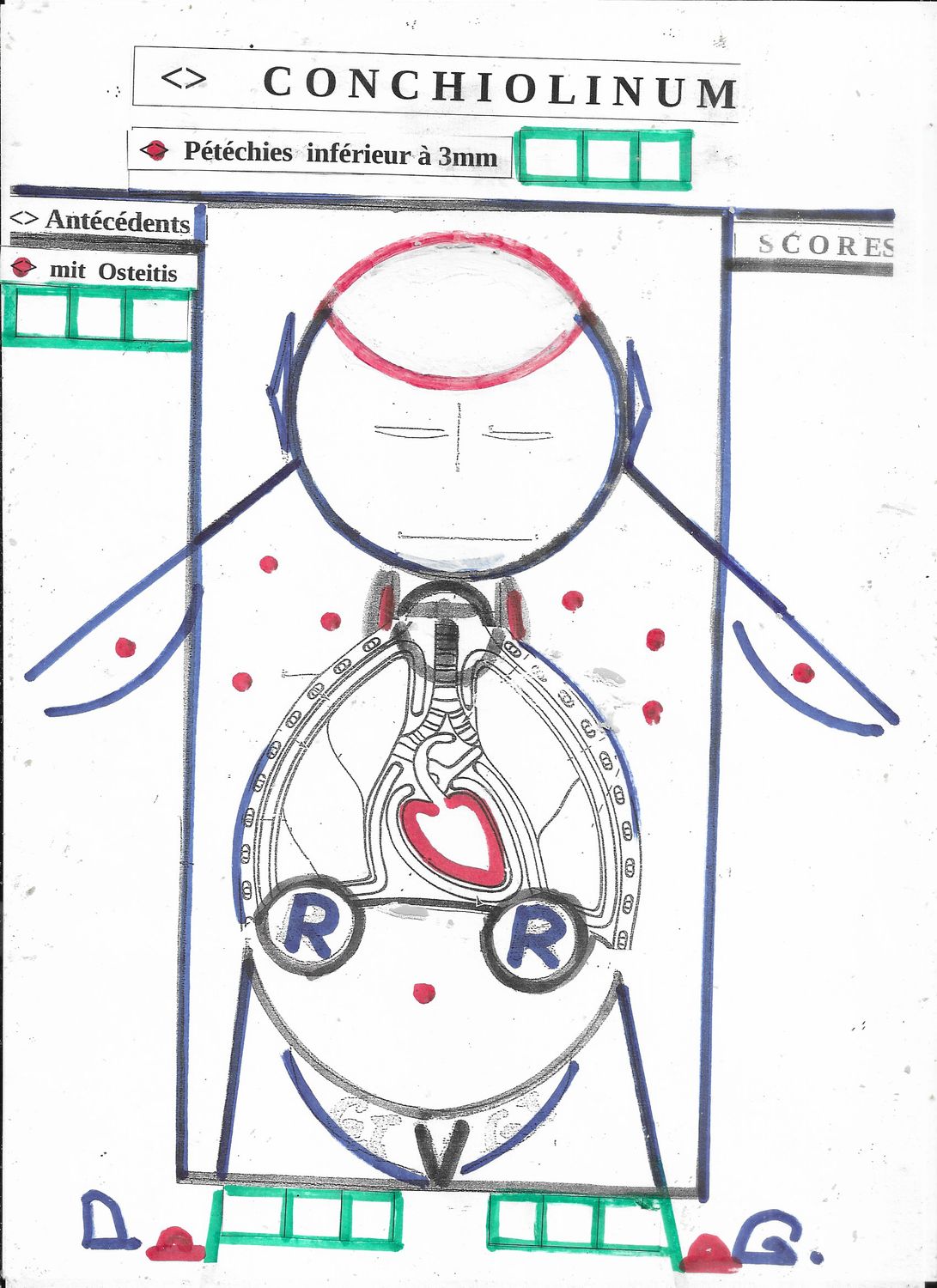 Conchiolinum - synoptique