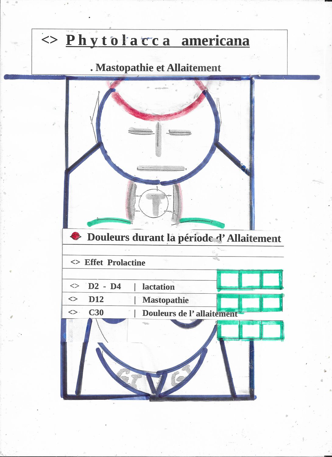 Phytolacca  - synoptique | Mastopathie | Allaitement | Douleurs