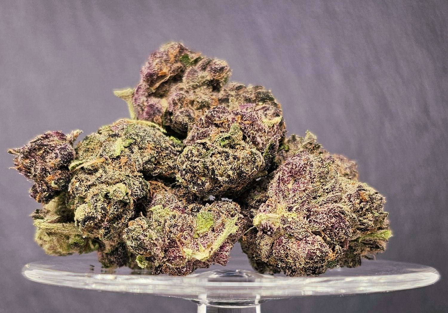 Halle Berry (Sativa)