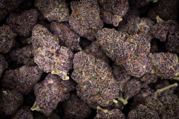 Halle Berry (Sativa), Size: 1g