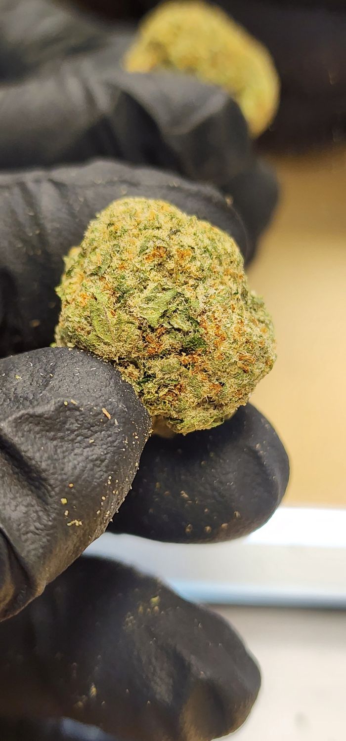 ILLEMONATI (Hybrid), Quantity: 1g