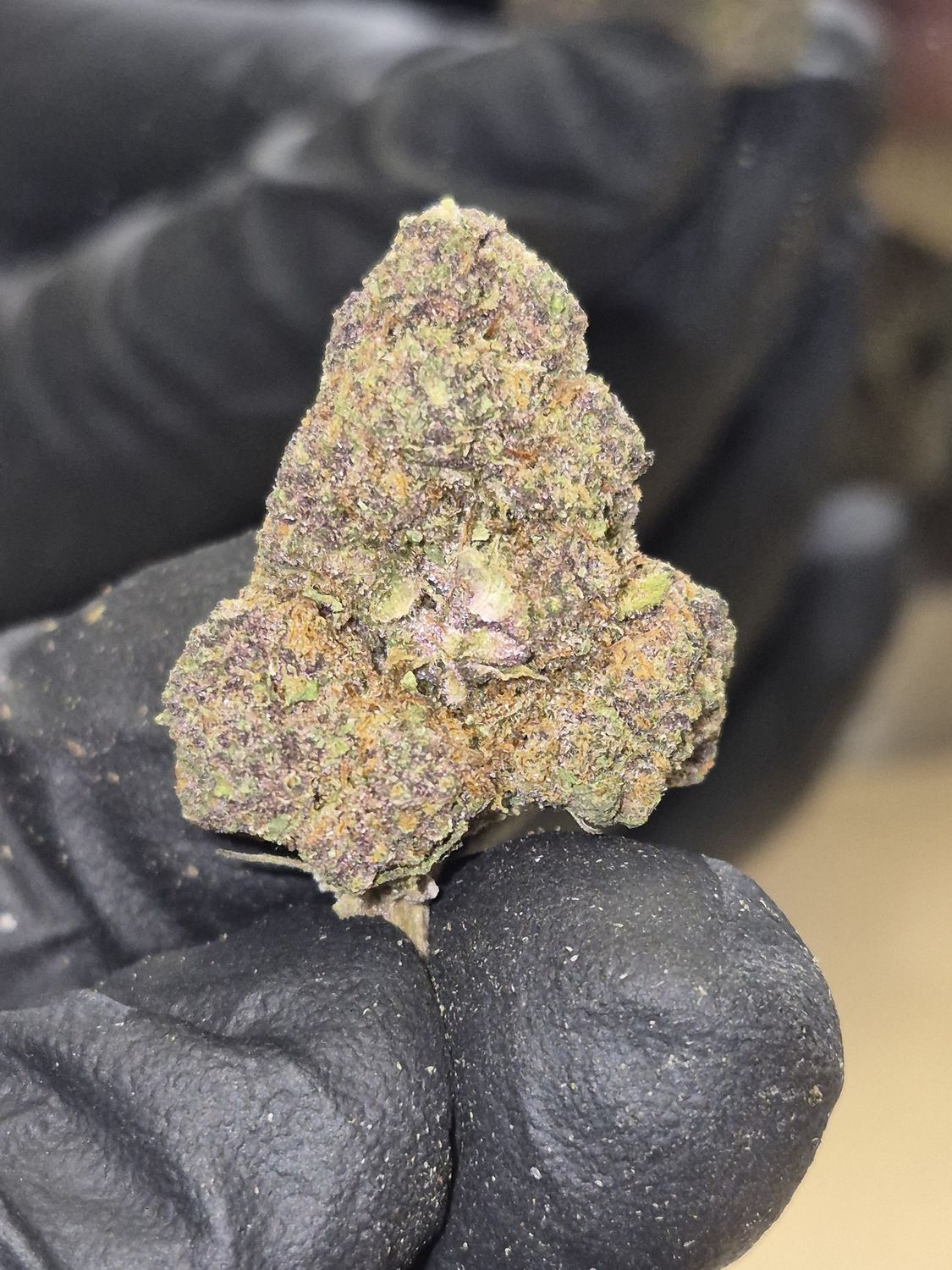 Tropicana Cherry (Hybrid)