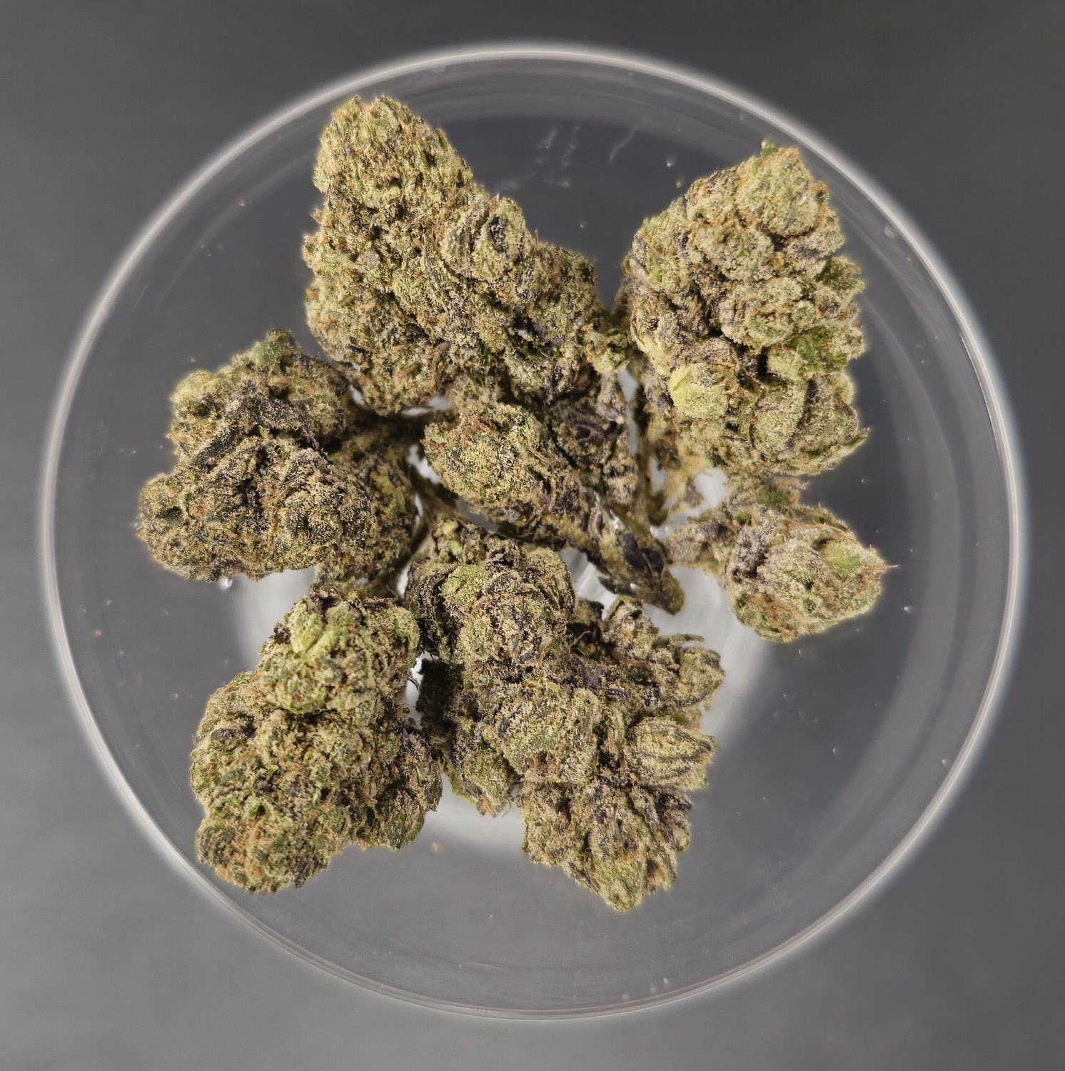 Lemon Cherry Sherbet (Hybrid)