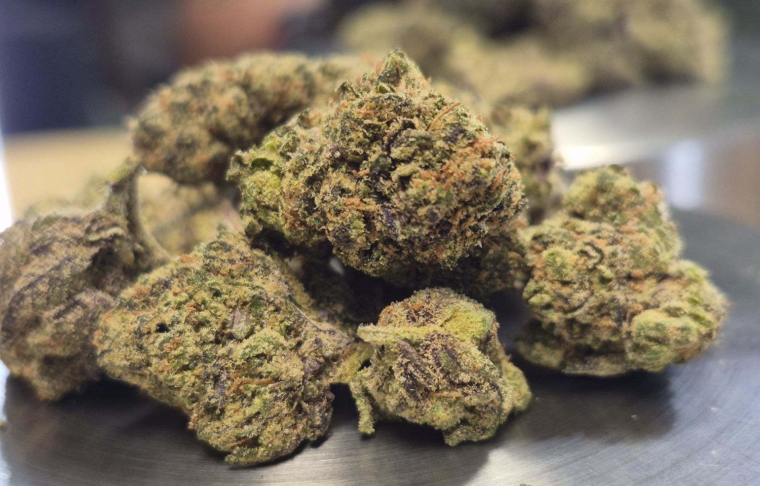 Lemon Cherry Sherbet (Hybrid)
