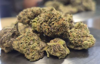 Lemon Cherry Sherbet (Hybrid)