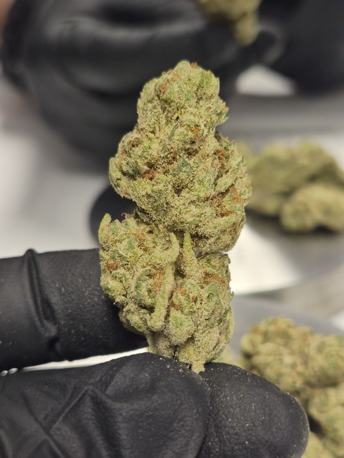 Ghost Train Haze (Sativa)