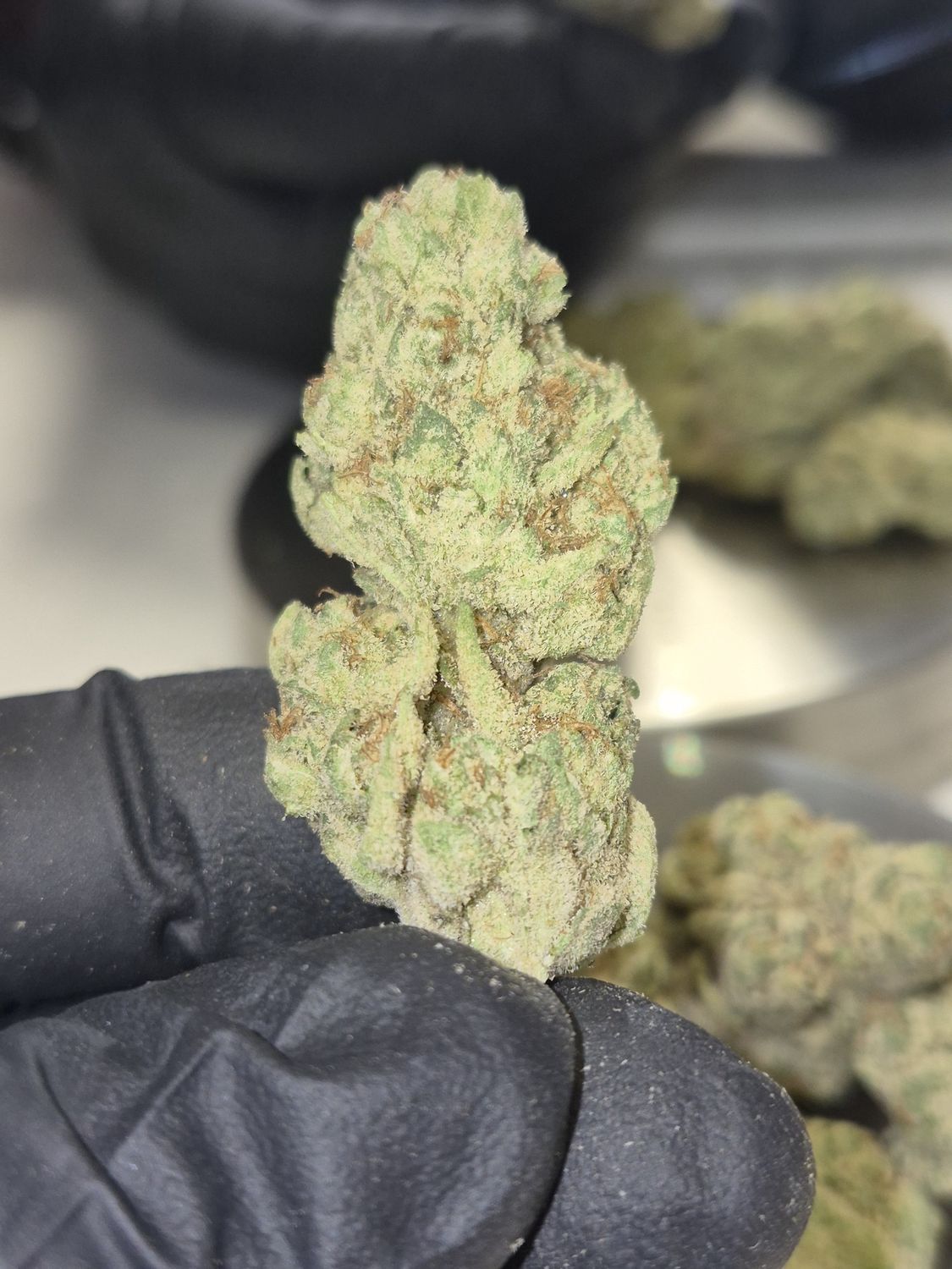 Ghost Train Haze (Sativa)