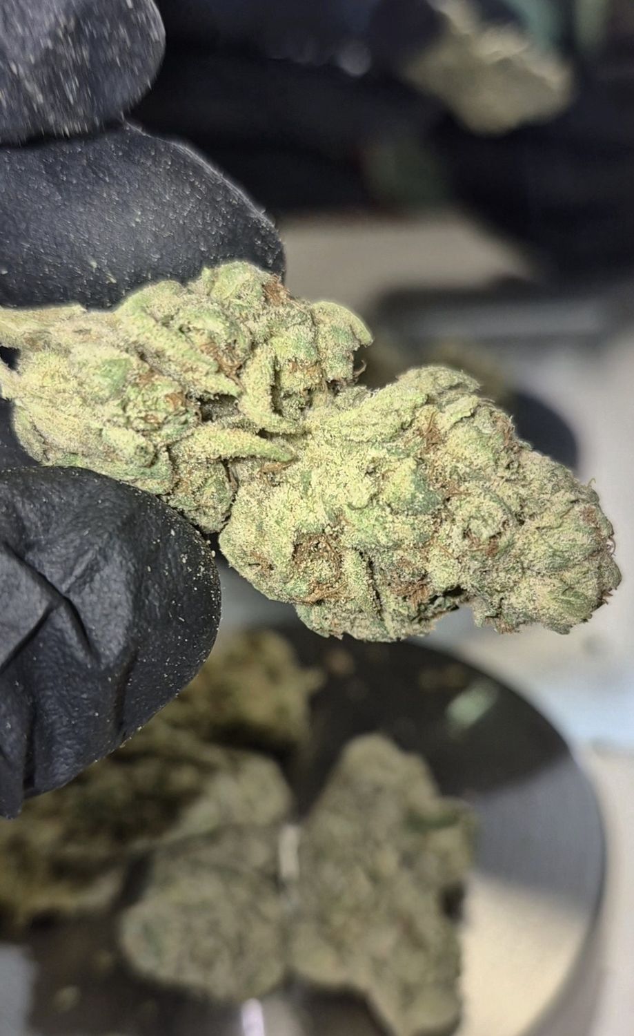 Ghost Train Haze (Sativa), Quantity: 1g