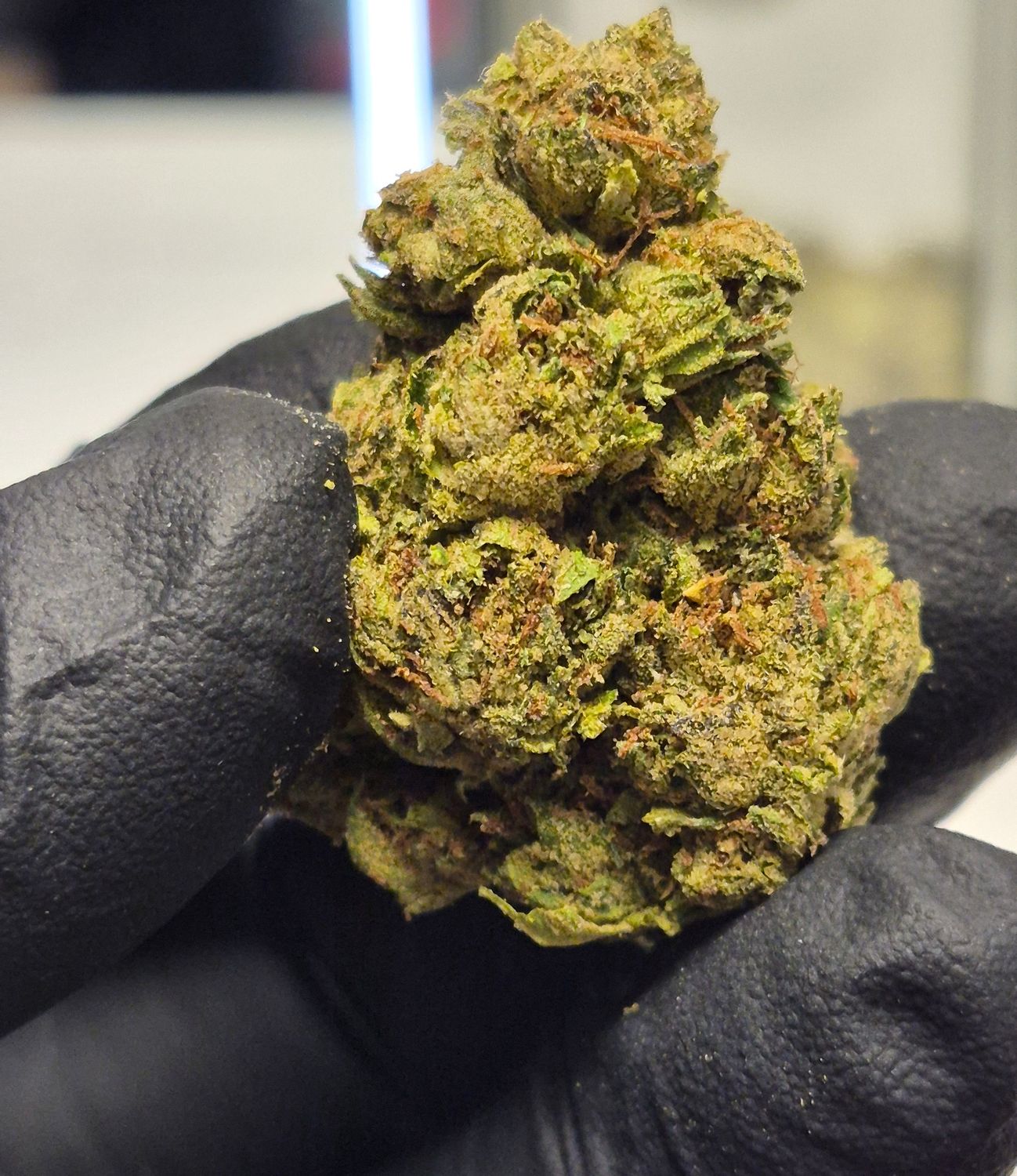 White Durban (Sativa)