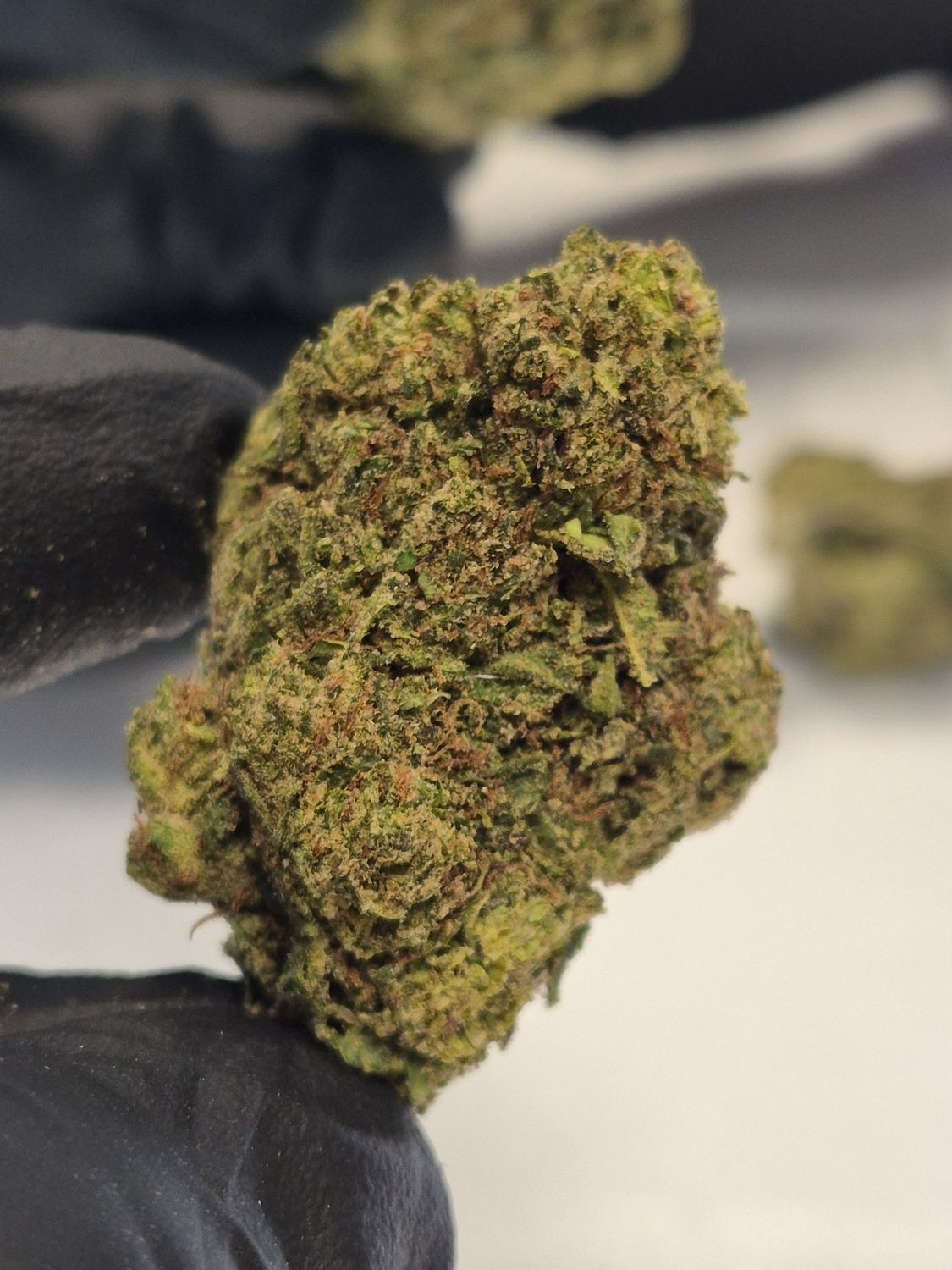 White Durban (Sativa)