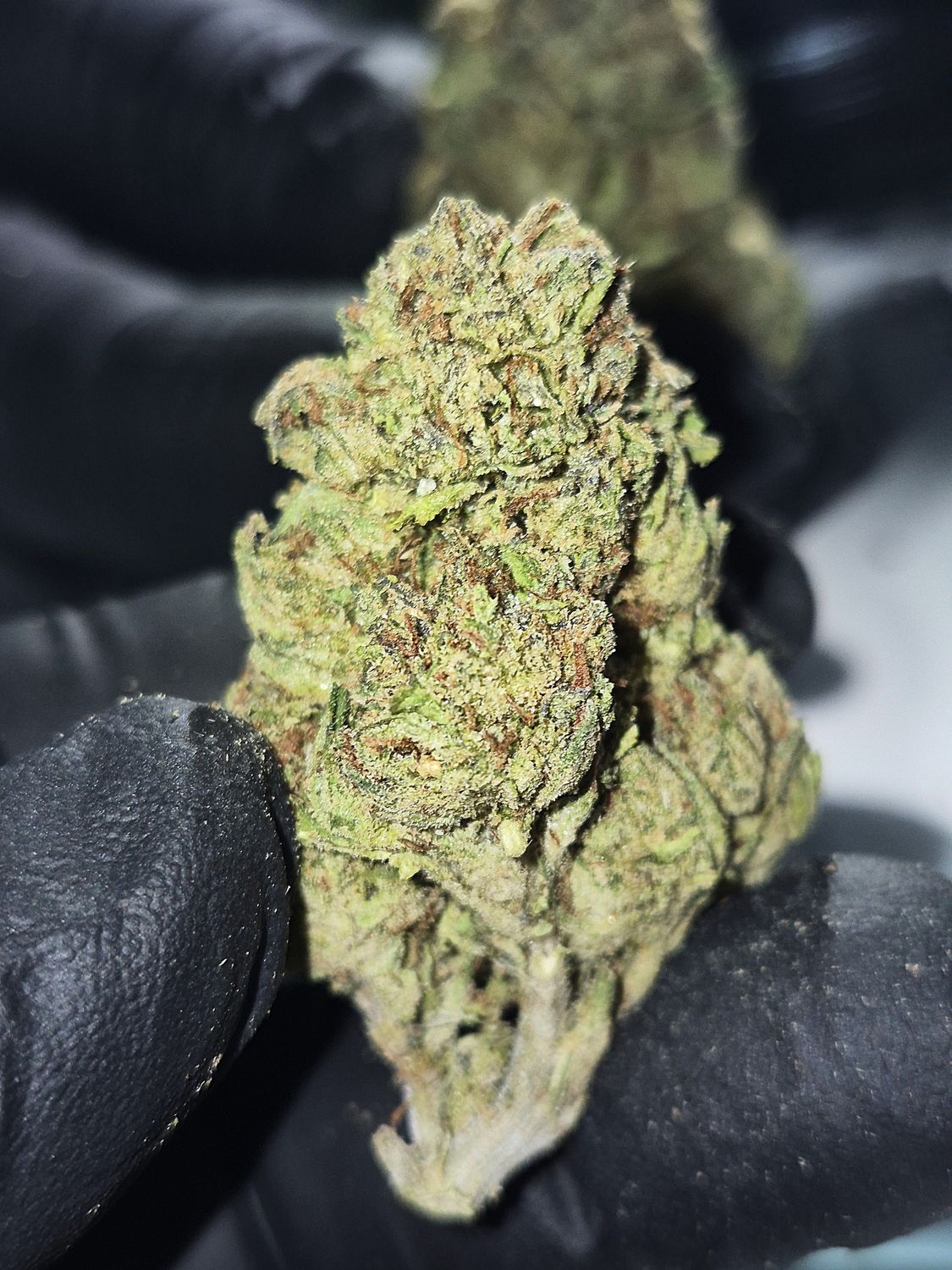White Durban (Sativa), Quantity: 1g