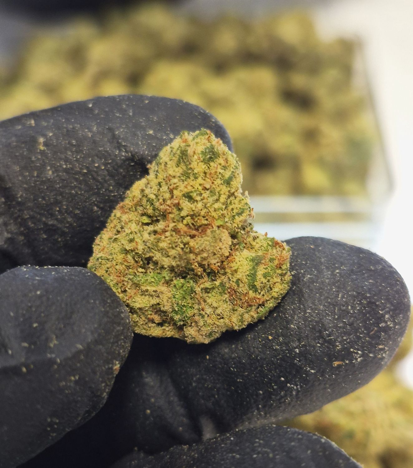Gelonade (Hybrid), Quantity: 1g