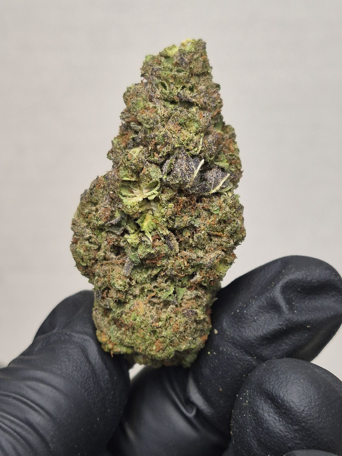 Gelato Runtz (Hybrid)
