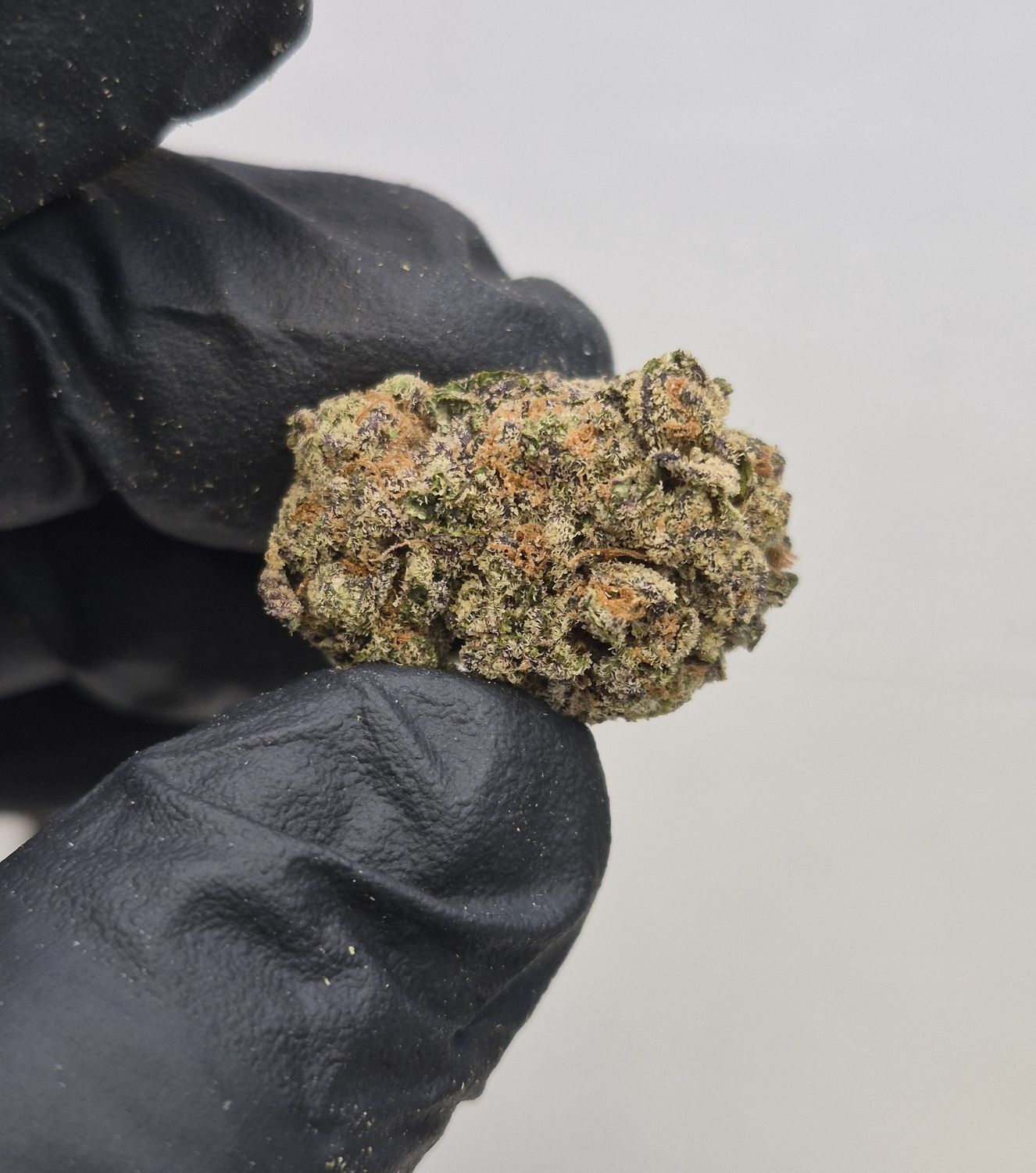 Ice Cream Pie (Hybrid), Quantity: 1g