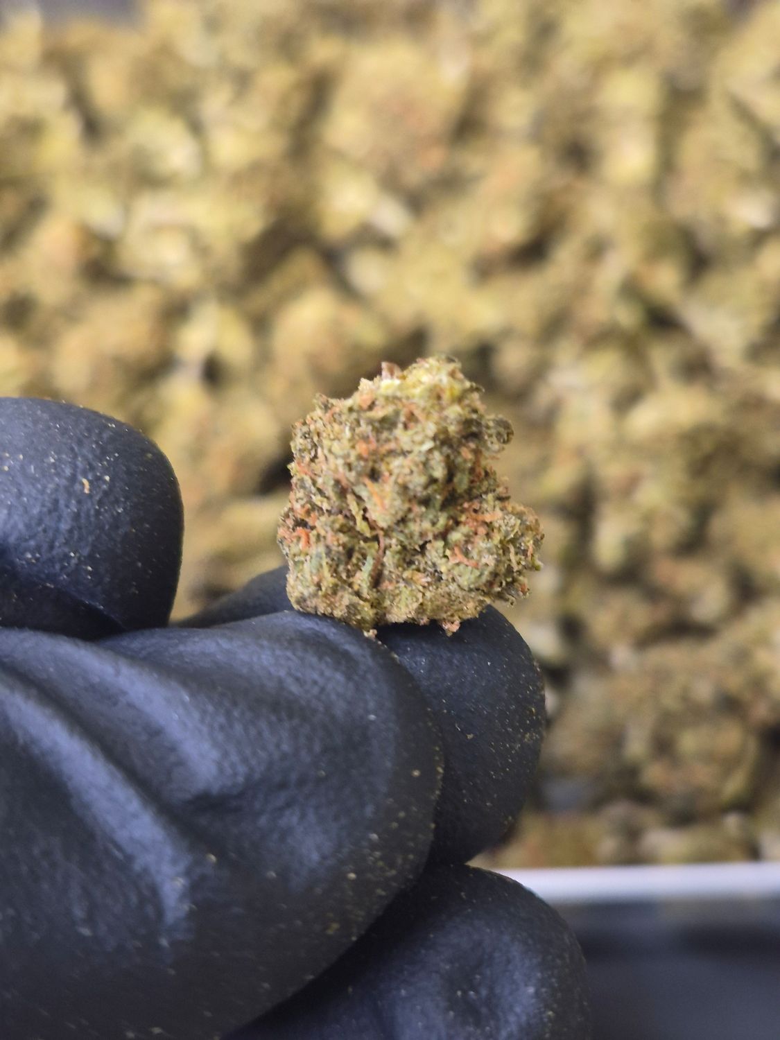 (SMALLS) Super Lemon Haze - Sativa
