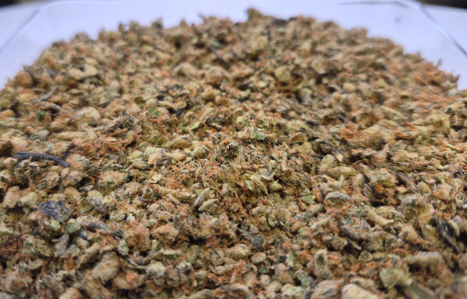 (Shake) Tropicana Cherry Cookies - Hybrid