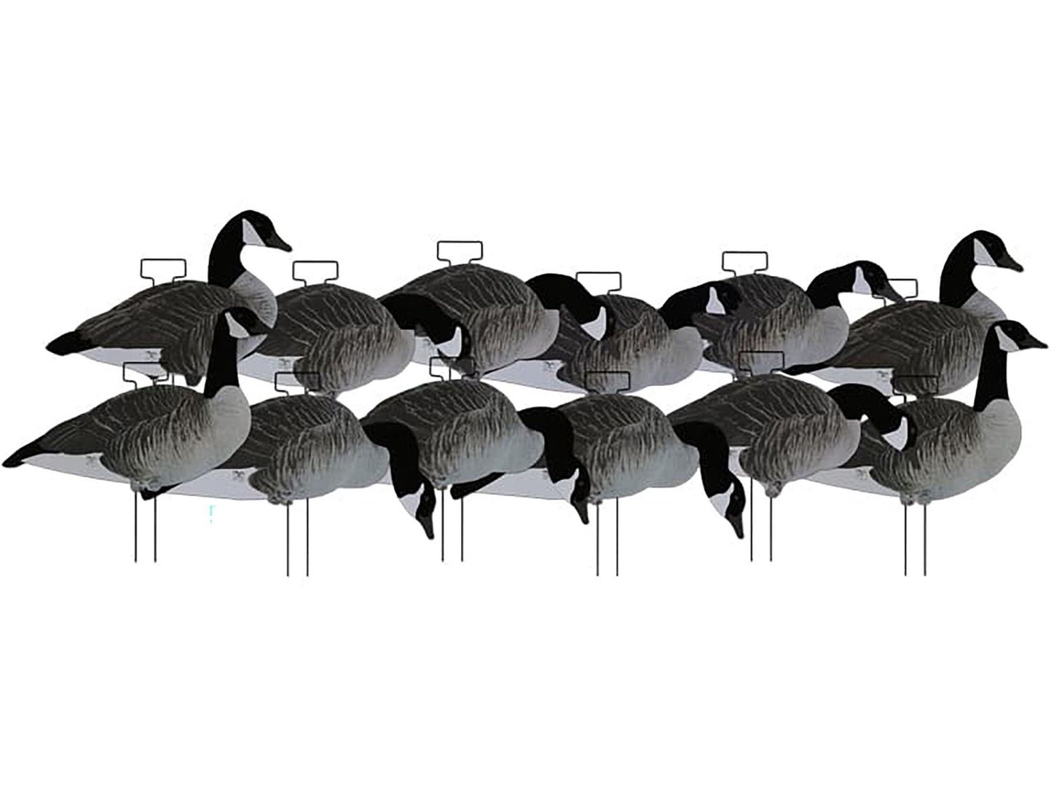 DAKOTA CANADA SILHOUETTES FLOCKED X12