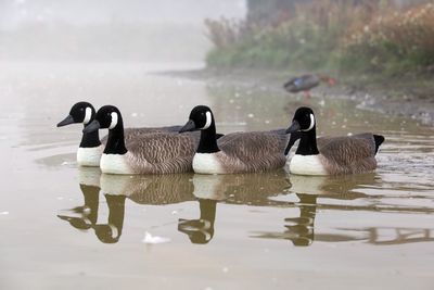 GAME ON CANADA GOODE FLOATER DECOYS (FLOCKED HEAD &amp; TAIL) 4PK