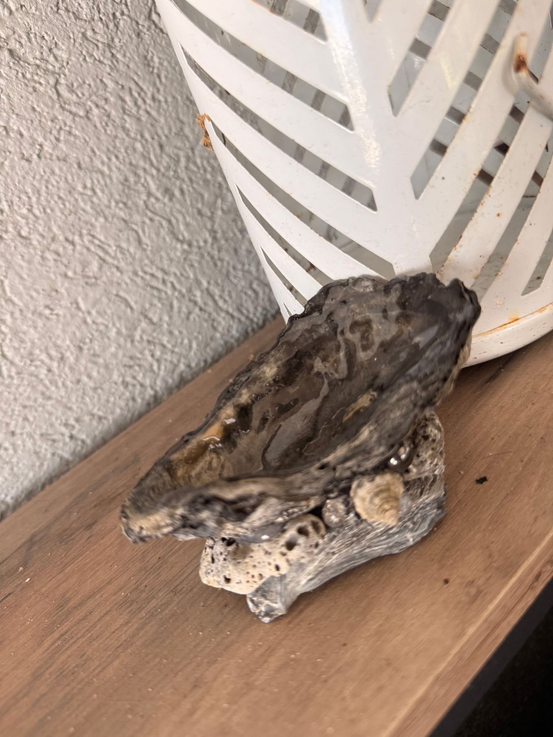 Black Oyster Shell Jewelry Tray