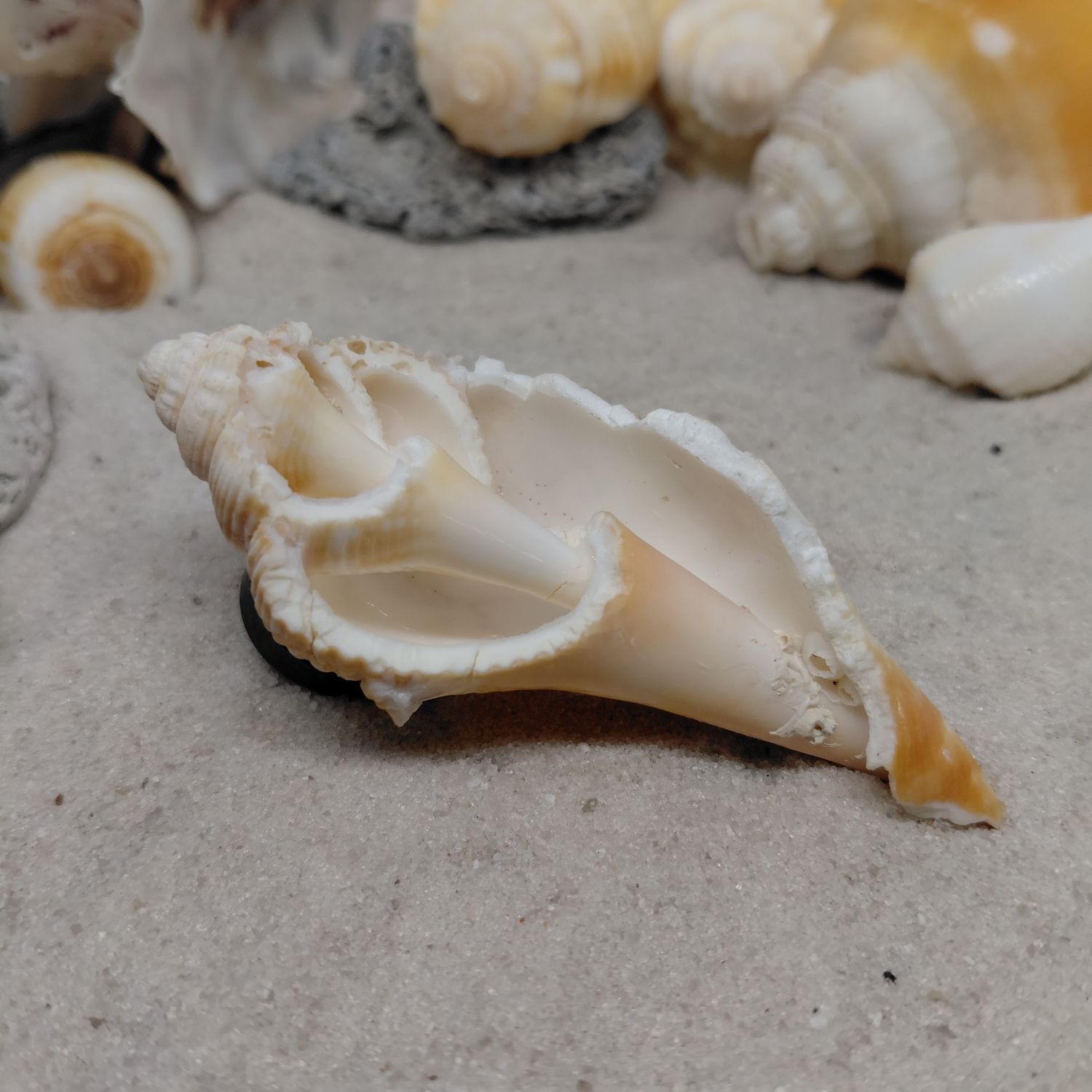 Florida Fighting Conch Fragment Magnet