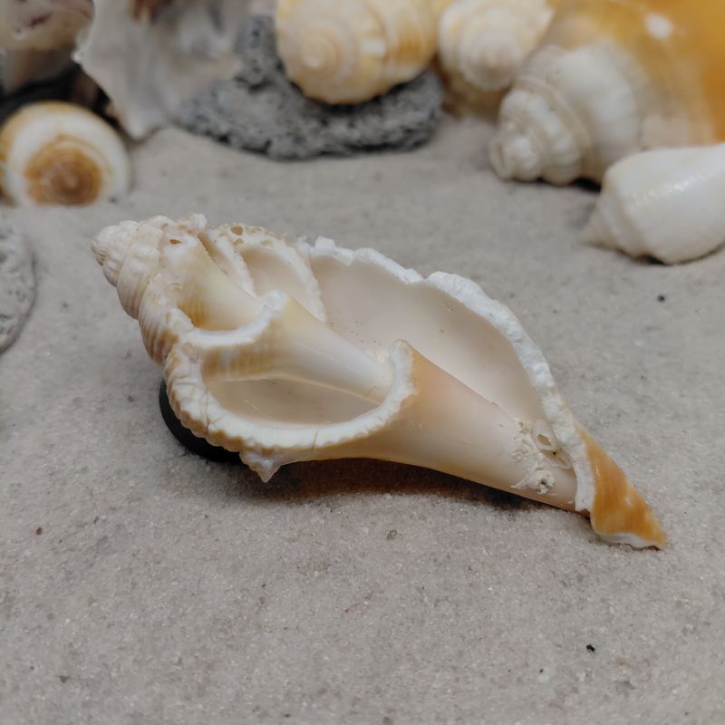 Florida Fighting Conch Fragment Magnet