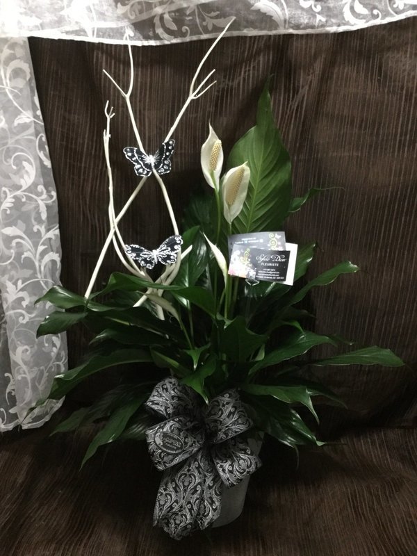 SPATHIPHYLLUM