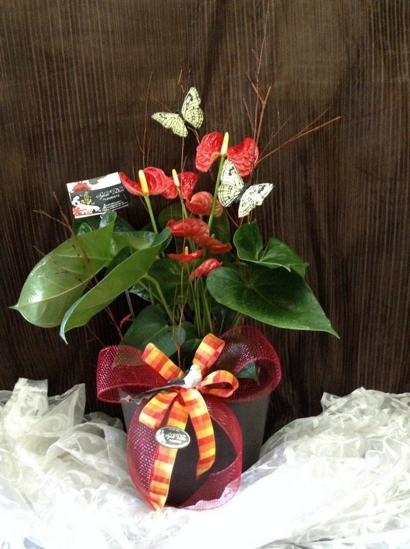 ANTHURIUM