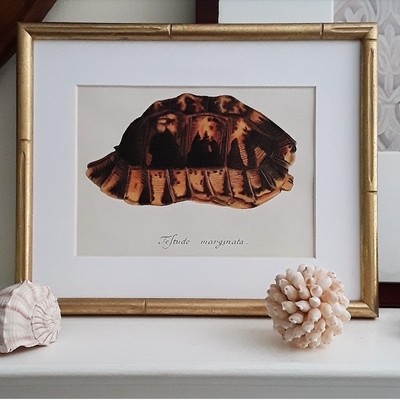 Tortoise Shell Giclee Art Print in Vintage Gold Faux Bamboo Frame