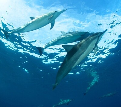 One Universe - All There Is Aligned