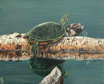 Western Painted Turtle, Munson Pond