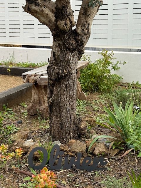 Olivier - Texte à planter - Décoration de Jardin Olivier - Texte à planter - Décoration de Jardin