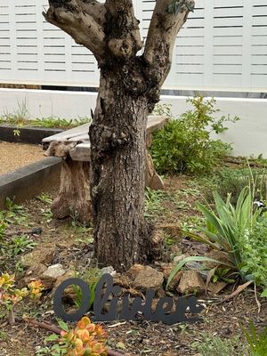 Olivier - Texte à planter - Décoration de Jardin