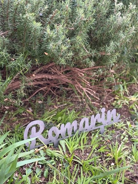 Romarin - Texte à planter - Décoration de Jardin