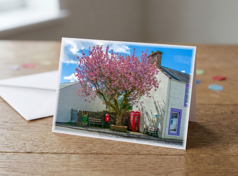 Cherry Blossom &amp; Red Telephone Box (Moniaive)