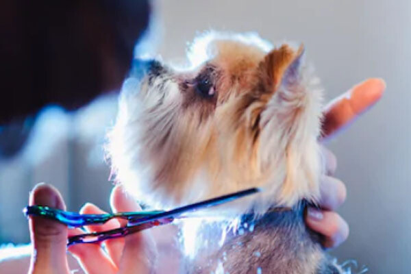 Pet Scissors & Clippers
