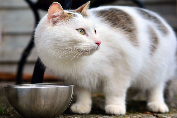 Pet Food