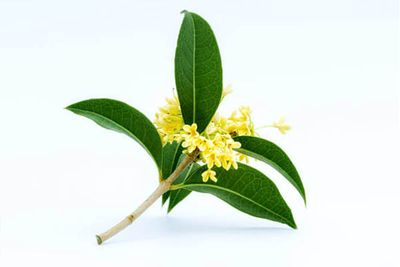 Osmanthus