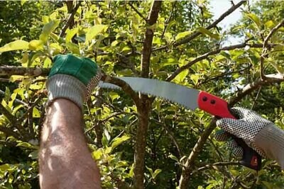 Saws & Accessories