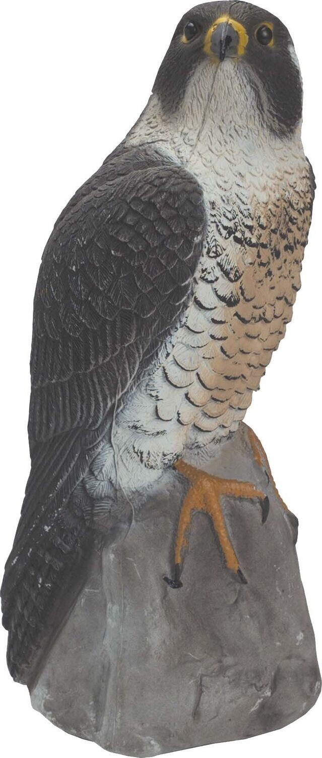Sport Peregrine Falcon Decoy