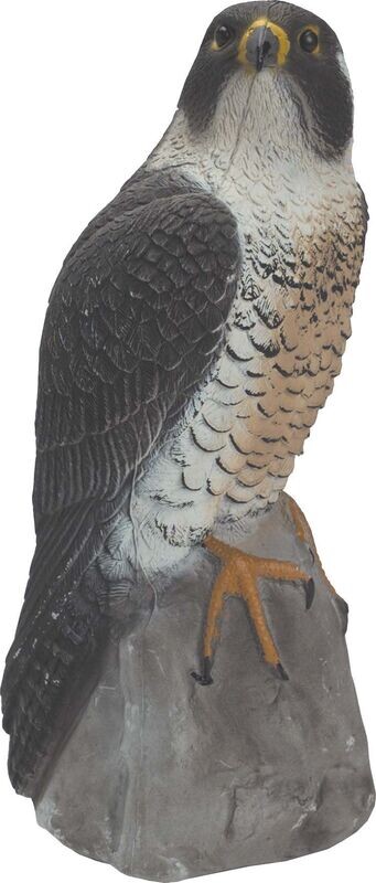Sport Peregrine Falcon Decoy