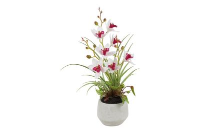 Orchid/Cymbidium, white and purple