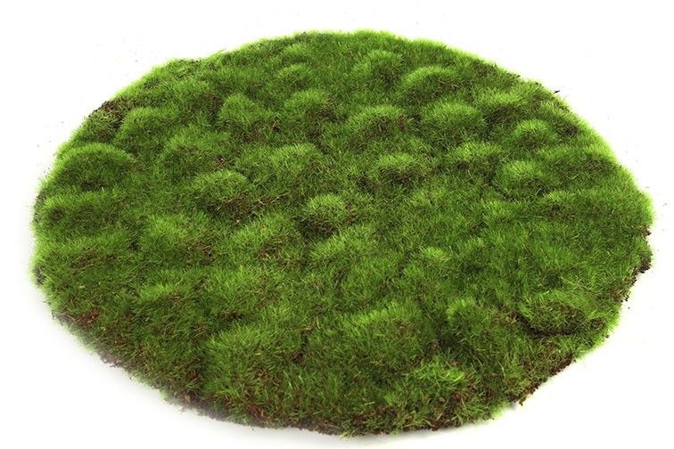 Disque de mousse décorative Marchantiophyta