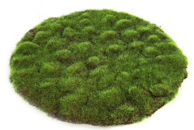 Deco Mosschijf Marchantiophyta