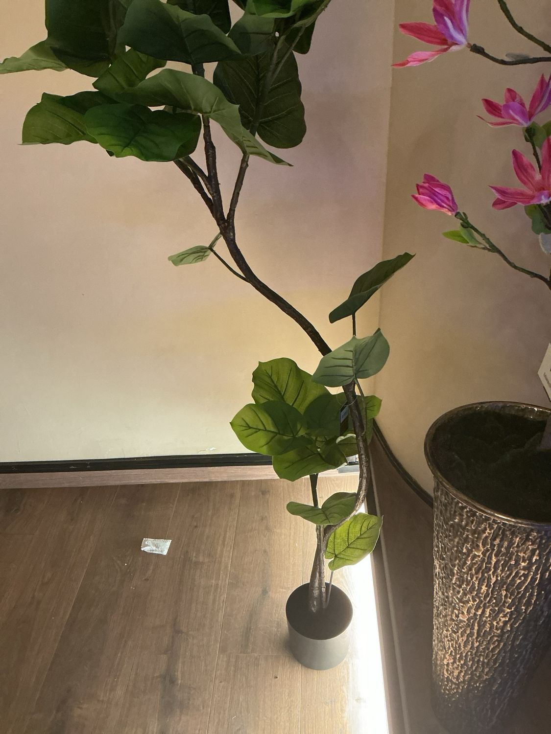 821047 plant ficus