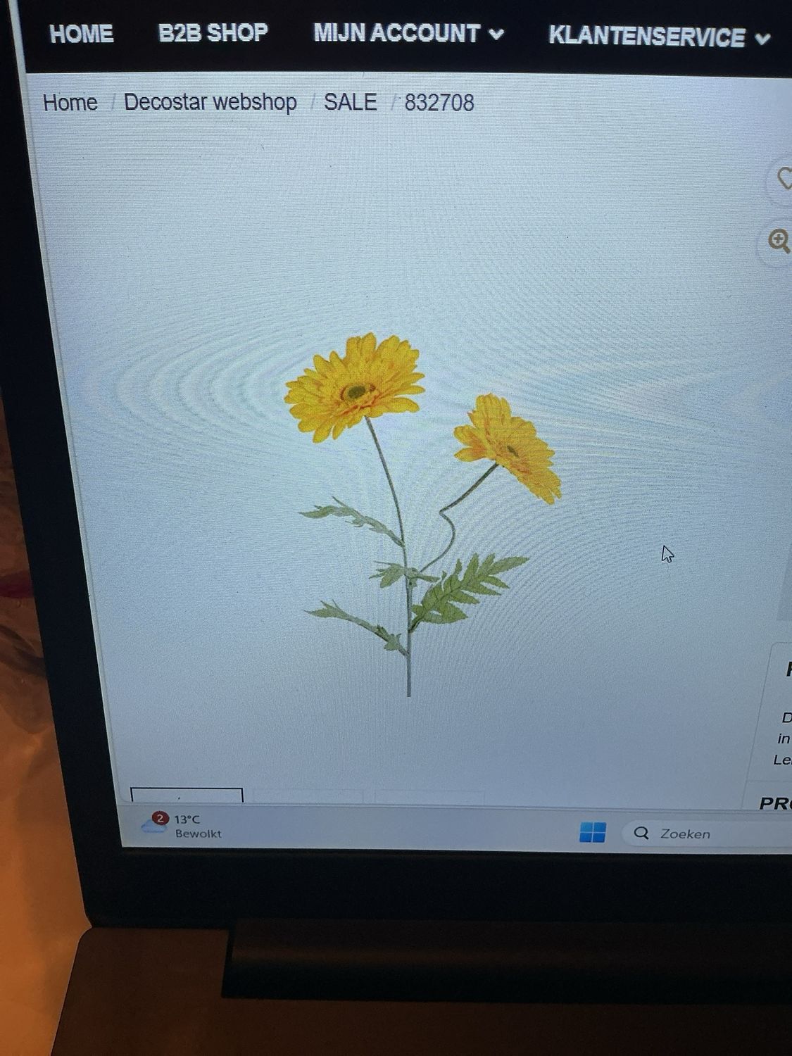 832708 bloem gerbera geel