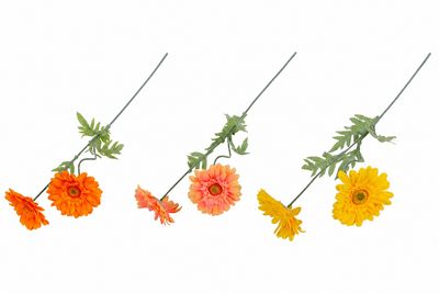Gerbera Flowers 2x