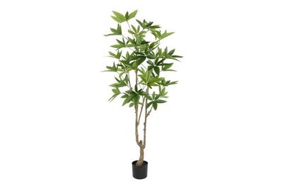 Pachira L Plant, Green Pachira L Plant, Green